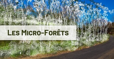 Micro forêts dans les quartiers