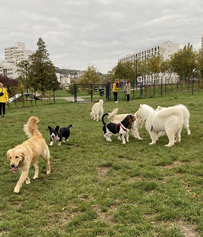 Création d’un parc à chiens au parc ste Marie 